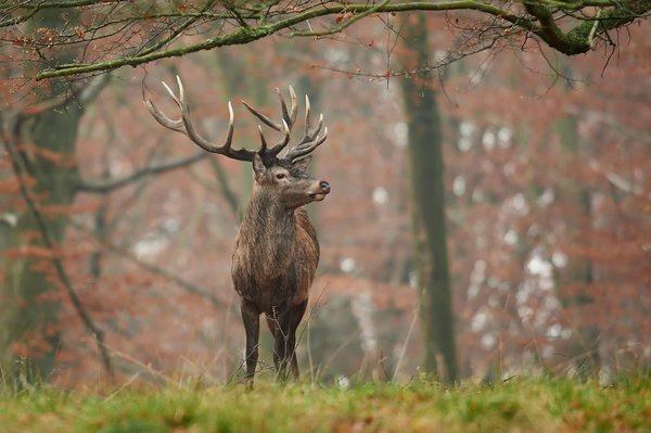 What are the prime locations for spotting red deer in the Scottish Highlands during autumn?